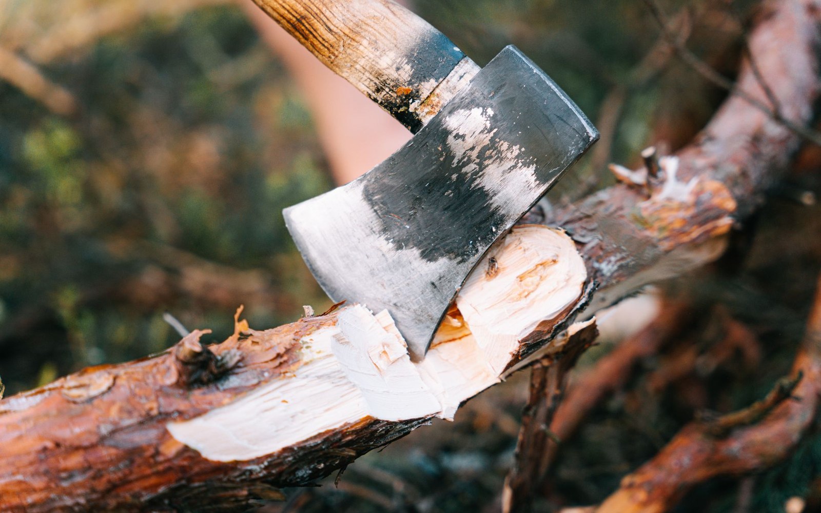 An axe blade wedged into a partially cut tree branch outdoors