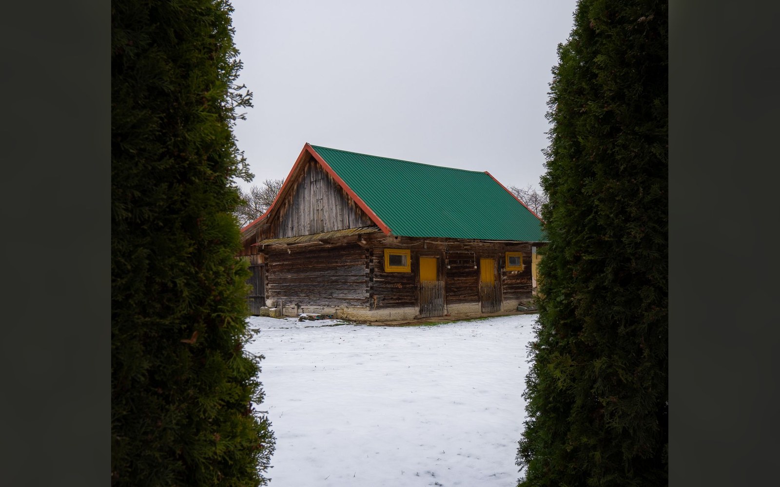 Wooden log building with a green metal roof, framed by hedges in snow