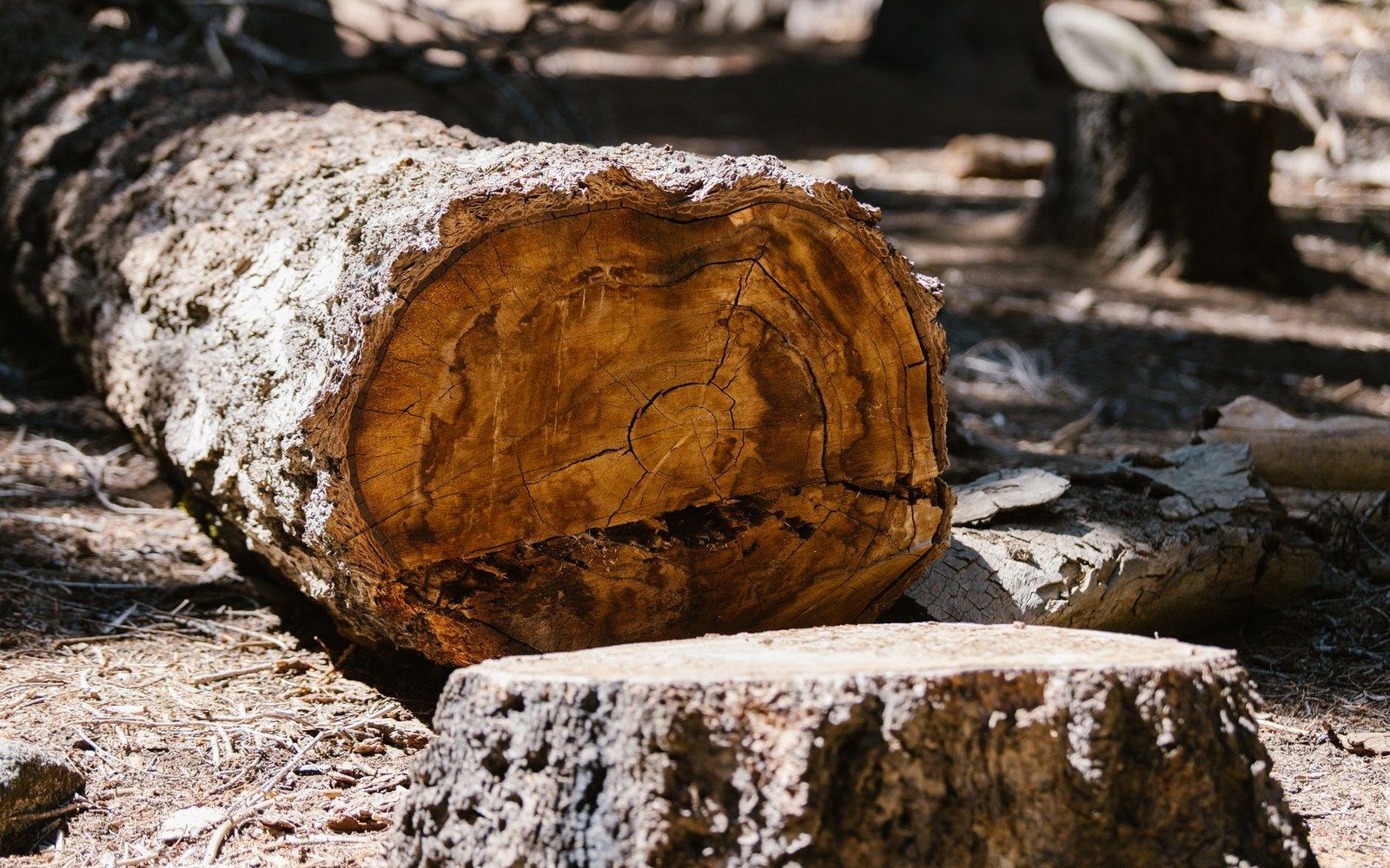 Cross-section of a felled log showing tree rings and bark, surrounded by forest debris